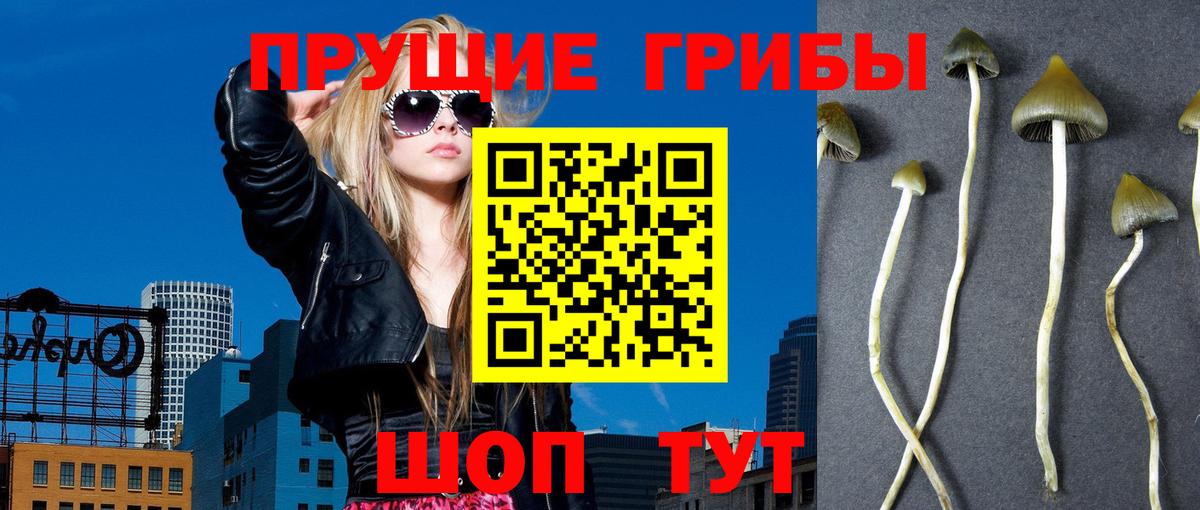 Псилоцибиновые грибы Cubensis Каменка